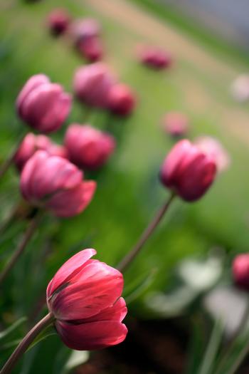 Pink Tulips