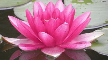 Flowers Water Lily Pink | water lilies | Pinterest | Water lilies