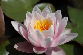 Pink Glory Hardy Water Lily - Woodvale Fish & Lily Farm Perth