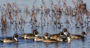 Pintail Ducks in the River