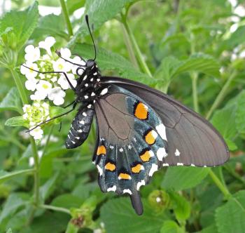 PIPEVINE SWALLOWTAIL - Battus philenor LIFE CYCLE STUDY
