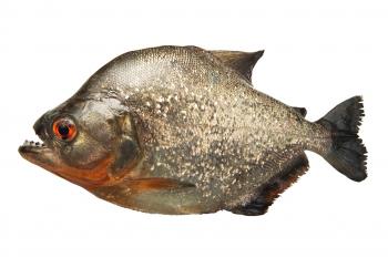Piranha Facts | Where Do Piranhas Live | DK Find Out