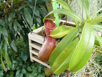Pitcher Plant - Insect trap