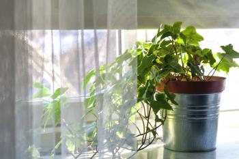 Amazon Cultivating New Side Business With Launch of 'Plants Store ...