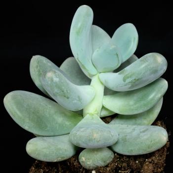 Pachyphytum oviferum – Plant – Plantslive – Buy Plants Online India
