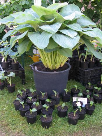 Empress Wu' Hosta | HGTV