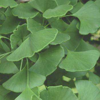 Plant Database