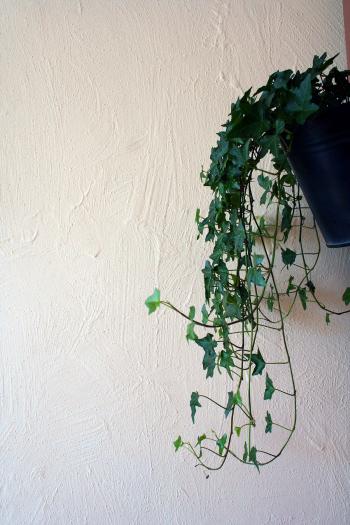 Plant against a wall
