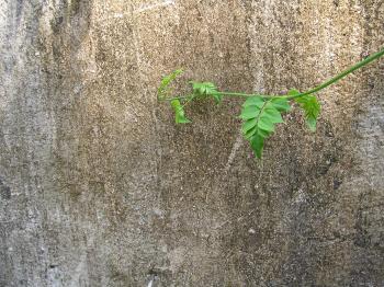 Plant against an dirty wall
