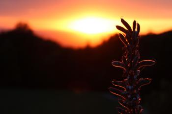 Plant and Sunset