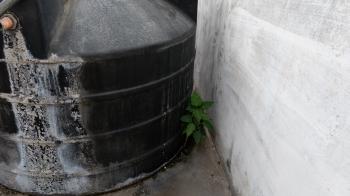 Plant behind water tank