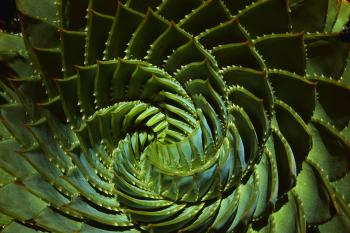 Thorny Plant Closeup Wallpaper (20913) - Wallpaperesque