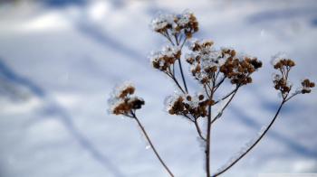 Plant Stem, Winter ❤ 4K HD Desktop Wallpaper for 4K Ultra HD TV ...