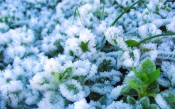 How-to Guide: Vegetables to Grow in Winter – Dorothys Closet