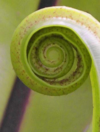 Plant Leaf Spiral
