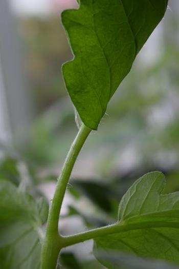 botany - What are these bumps on tomato stem? - Biology Stack Exchange