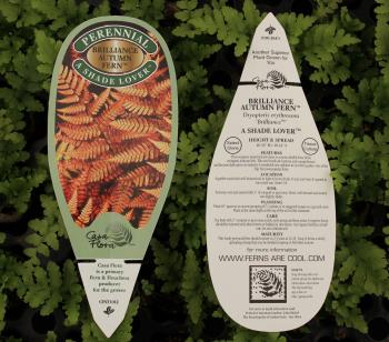 Plant Tags | Casa Flora