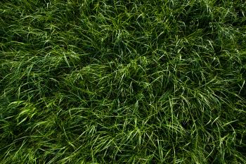 Free plant textures | Wild Textures