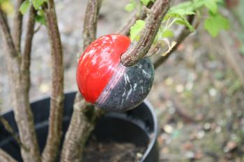 Which Planting Technique Is The One For You? – Saving the Green