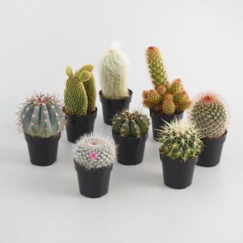Garden and Outdoor Plants | World Market