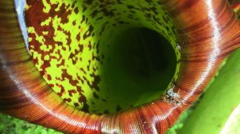 Carnivorous plants at Kew | Kew