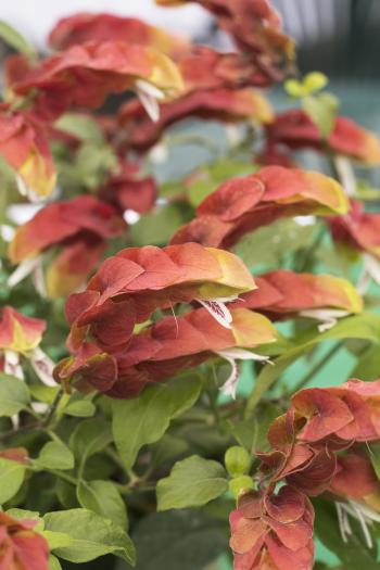 Shrimp Plant - Monrovia - Shrimp Plant