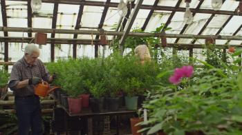 PAN of senior man watering potted plants in greenhouse, elderly ...