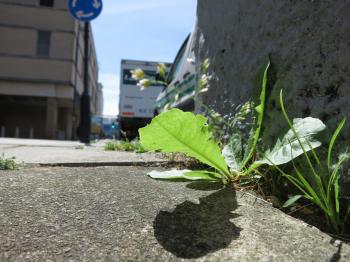 LOOSE AND LEAFY in DORSET: THE WILD PLANTS OF SOUTHAMPTON HIGH STREET