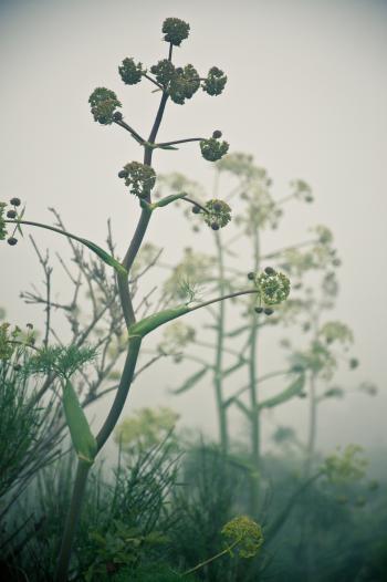 Plants in the mist