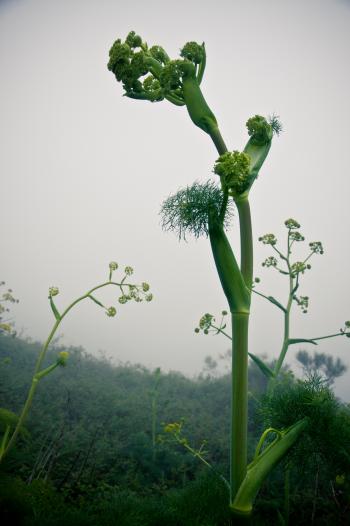Plants in the mist