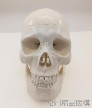 Plastic skull