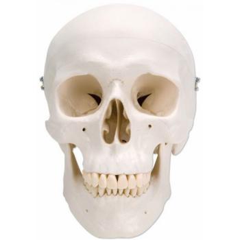 3B Scientific A20 Classic 3-Part Human Skull Anatomical Model