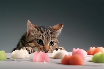 Most Playful Cat Breeds – Purrfect Cat Breeds