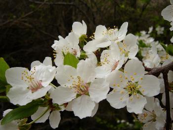 Plum tree in bloom