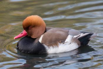 Red-crested pochard - Wikipedia