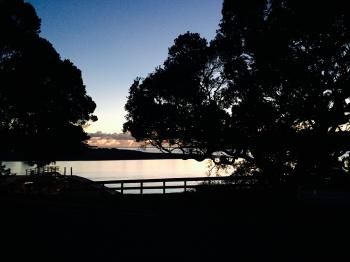 Pohutukawa trees on Raglan Harbour, NZ | New Zealand | Pinterest