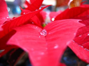 Poinsettia and Water Drop