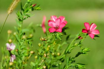 bloom #blossom #flower #nature #pointed flower #red #red lein ...