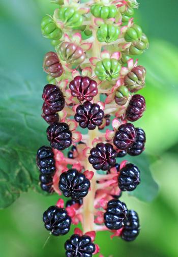 Pokeweed in the Garden