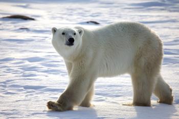 Polar Bear Fur - Why are polar bears white