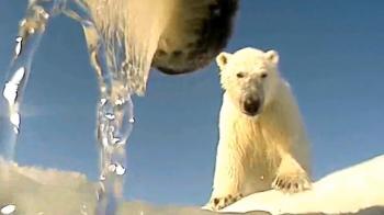 Study: Polar Bears Are Starving, Possibly Face Extinction Faster ...