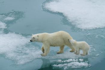 Polar Bear Facts & Conservation - Polar Bears International