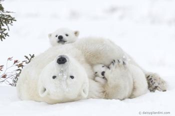 Manitoba polar bear picture wins grand prize, lands spot in ...