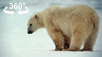 An Up-Close Encounter with Bratatouille, a Bold Polar Bear in ...