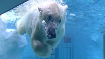 Polar bear swimming underwater. - YouTube