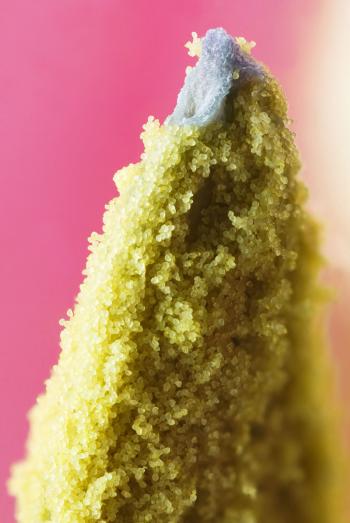 Pollen - Wikipedia