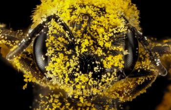 A Few Fun Facts About Pollen – awkward botany