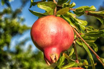 Pomegranate Closeup