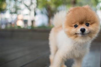 Pomeranian Dog Names - Wag!