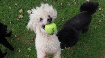 5 Things to Know About Poodles - Petful